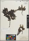 Foto von Salix glauca L. x Salix nigricans Sm.